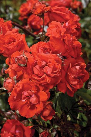 Rosa Climbing (Orange Crush)