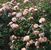 Apricot Drift <b><i>New 2010</b></i>