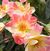 Citrus Burst New 2010