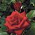 Drop Dead Red <b><i>New 2010</b></i>