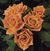 Pumpkin Patch <b><i>New 2010</b></i>