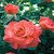 Sedona <b><i>New 2010</b></i>