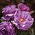 Singin' The Blues <b><i>New 2010</b></i>