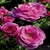 Sweet Intoxication <b><i>New 2010</b></i>