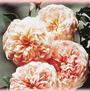 Abraham Darby
