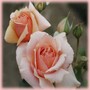 Apricot Candy