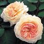 A Shropshire Lad