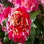 All American Magic <b><i>New 2010</b></i>