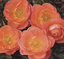 Amber Sunblaze